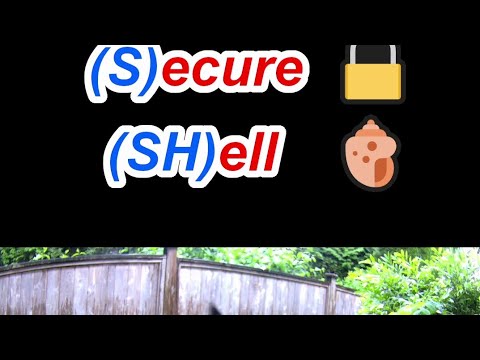 SSH Explained In Under a Minute - Cybersecurity Basics #birds #cute #cybersecurity #network #shorts
