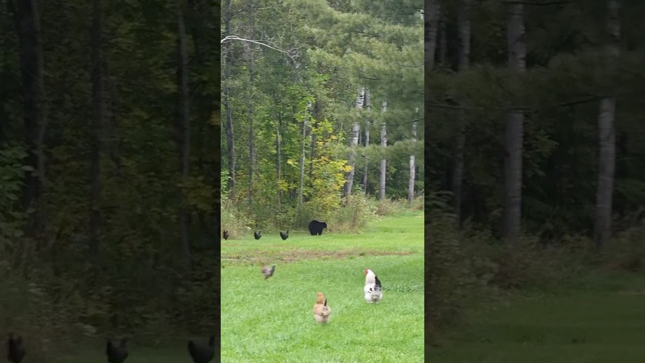 Chickens chasing away a bear #homestead #farm #nature #animals
