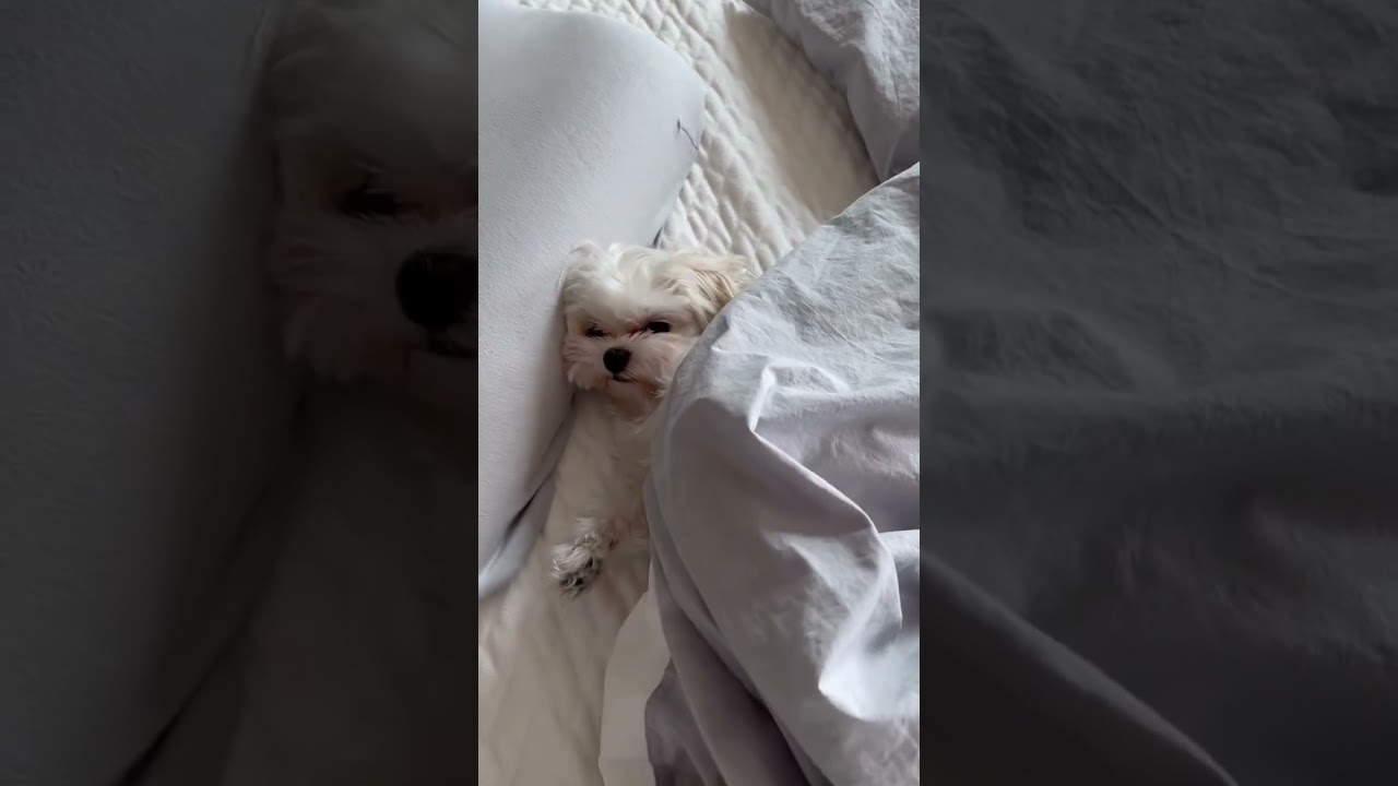 이불 덮고 자는 강아지 🐶💤