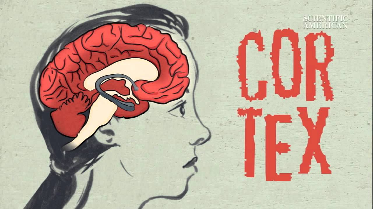 How Does Meditation Change the Brain? - Instant Egghead #54