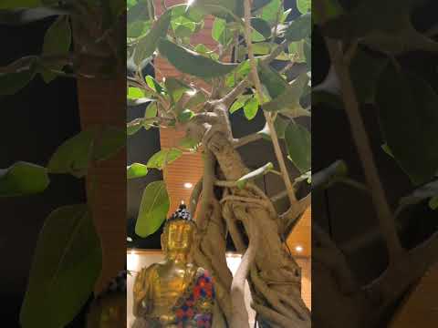 my shorts cinematics video....🪴🌿🤩😍👀....#viralvideos #viralvideos #viralvideos #lifeisbutadream