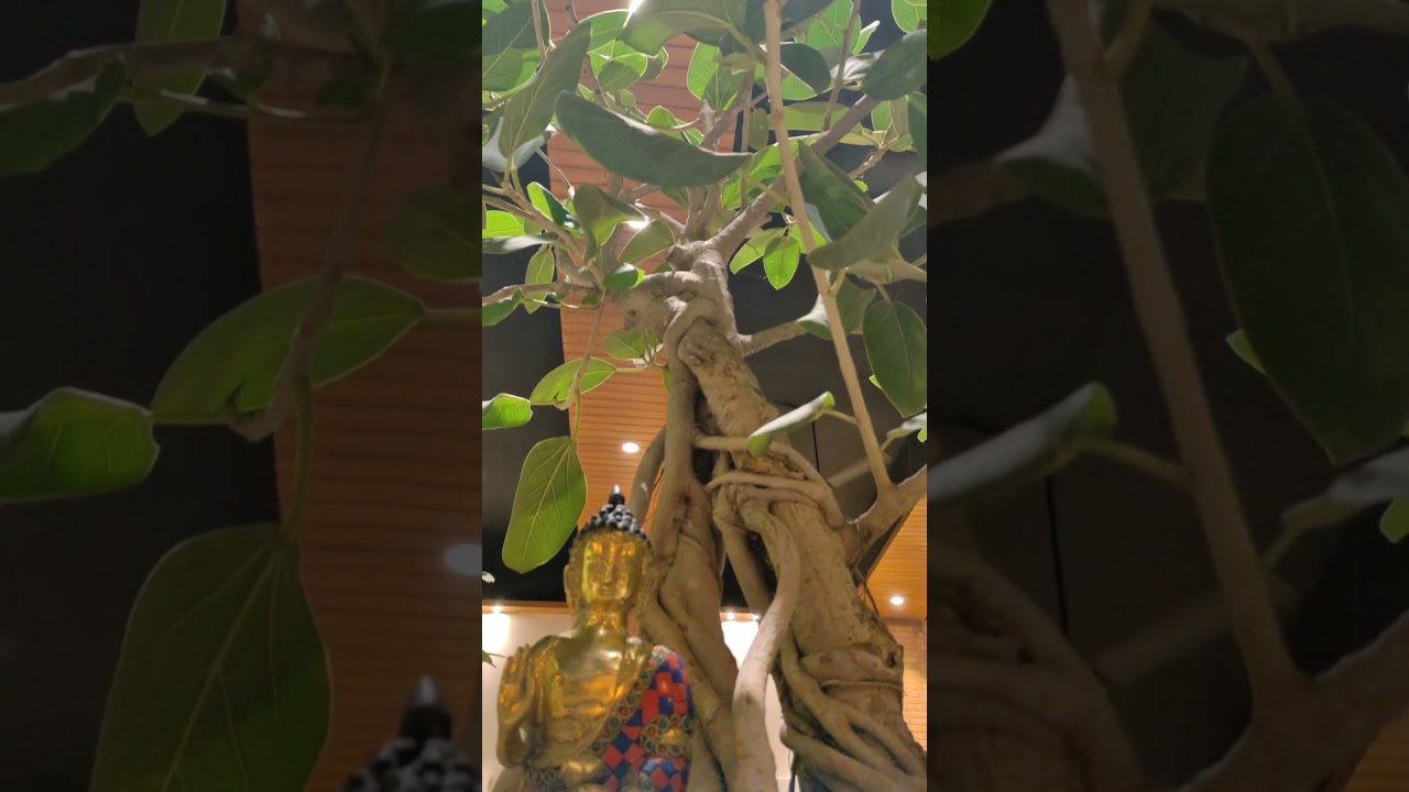 Epic Shorts Cinematic: Behind the Scenes of Kantara 2! 🎬