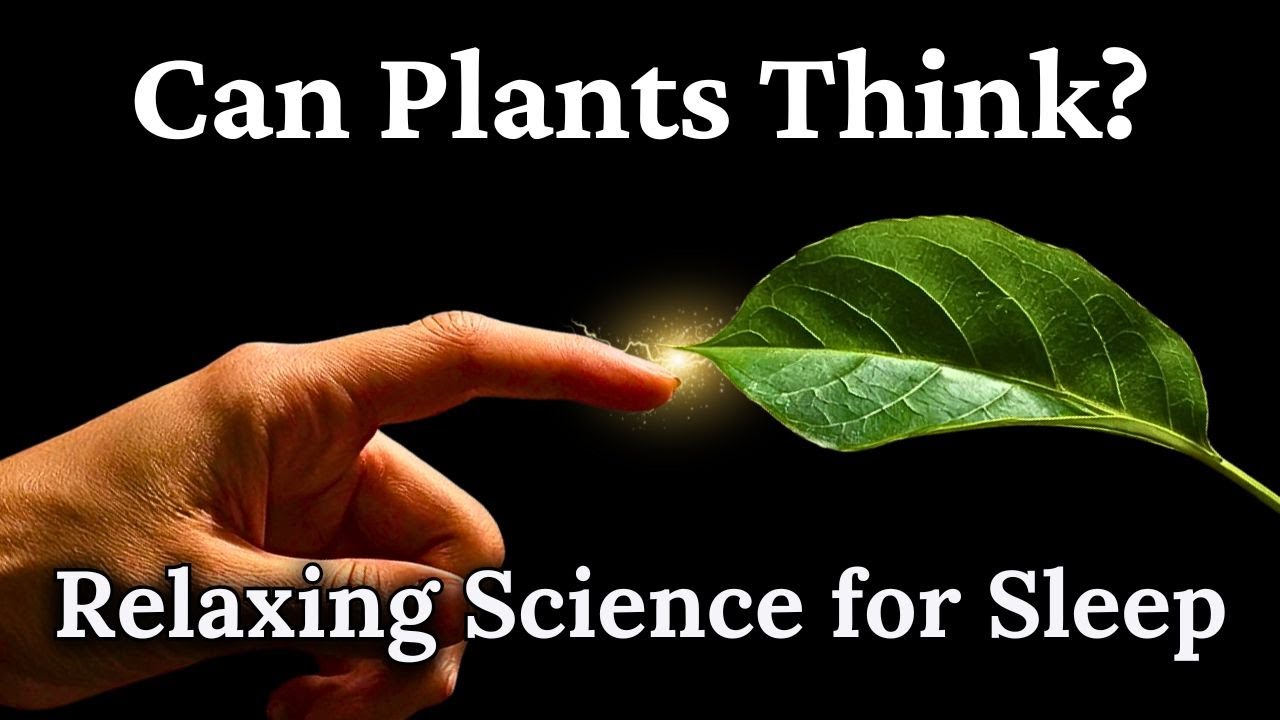 Can Plants Think? Relaxing Sleep Science πΏ