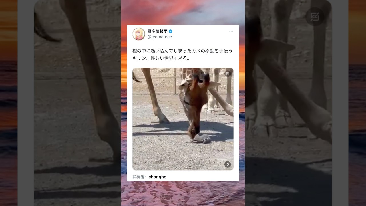 心温まる動物たち🦒🐢 #shorts