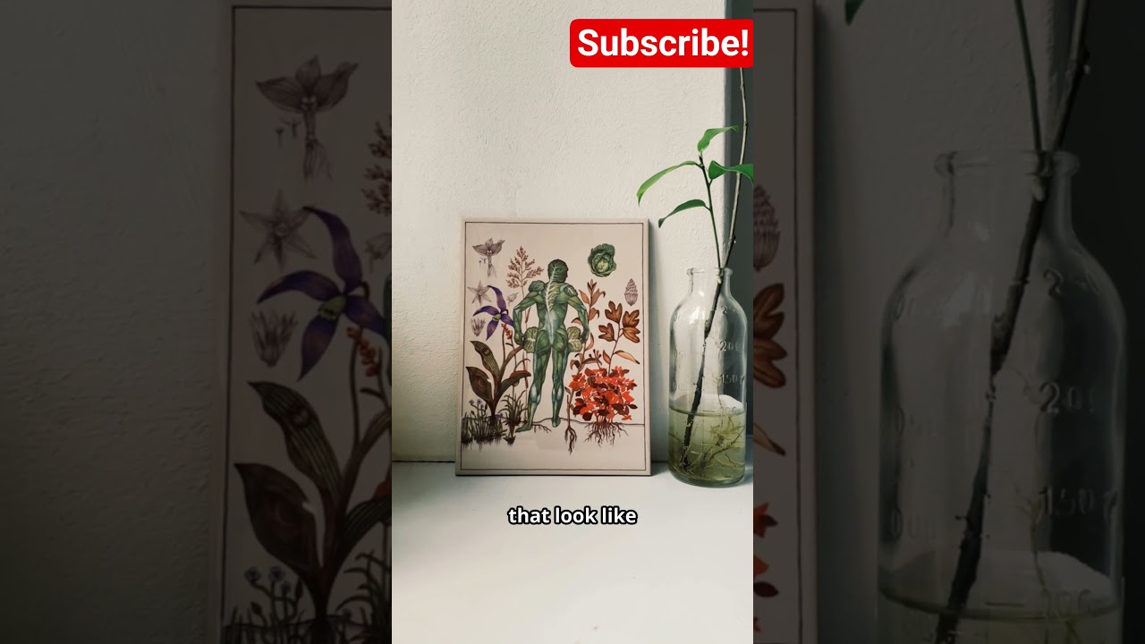 Unraveling the Mysteries of the Voynich Manuscript 🕵️‍♂️