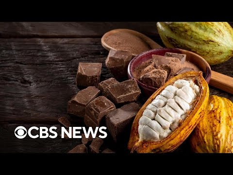 Candy companies subbing out real chocolate as climate change raises cocoa prices, report says