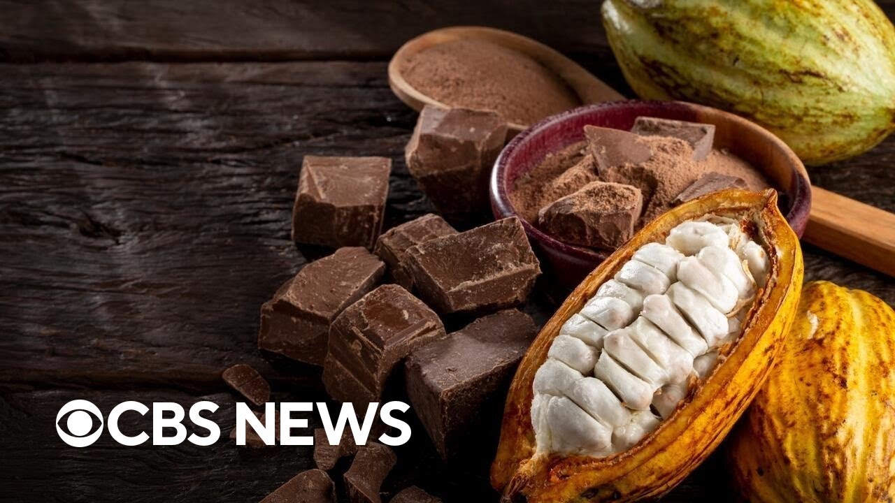 Candy Makers Swap Real Chocolate Amid Rising Climate-Driven Cocoa Costs 🍫