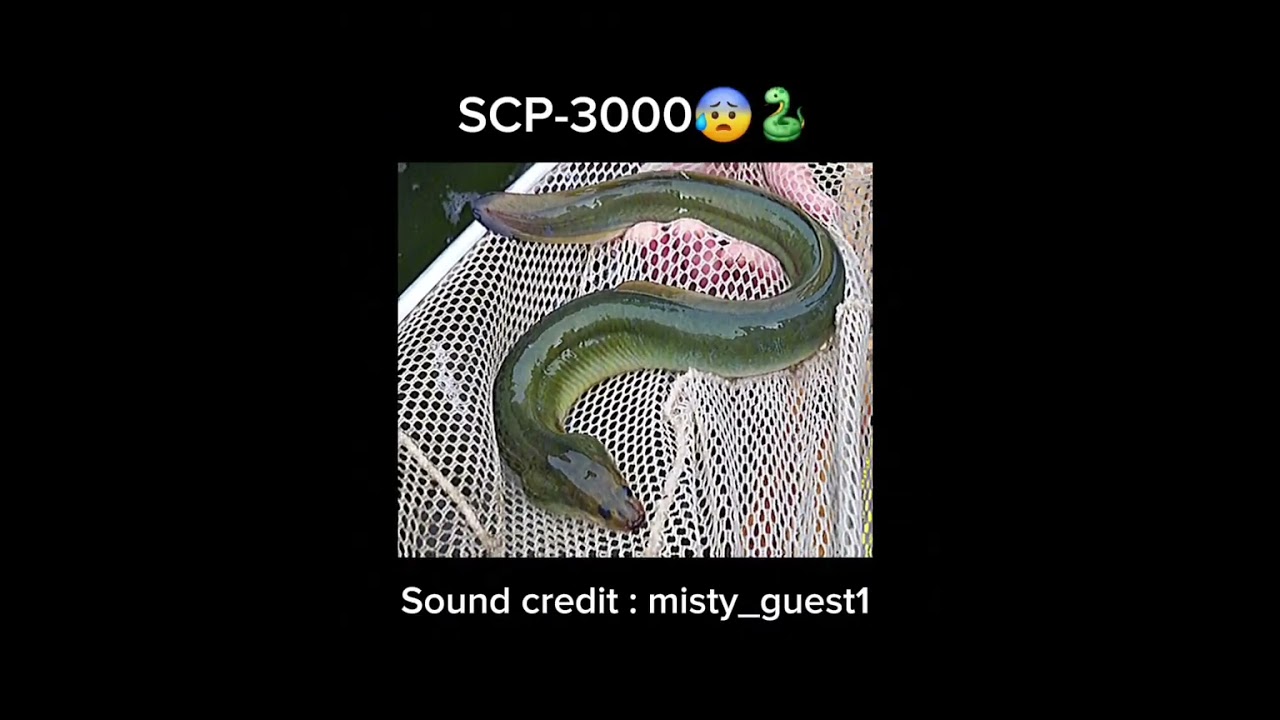 SCP-3000: Anantashesha