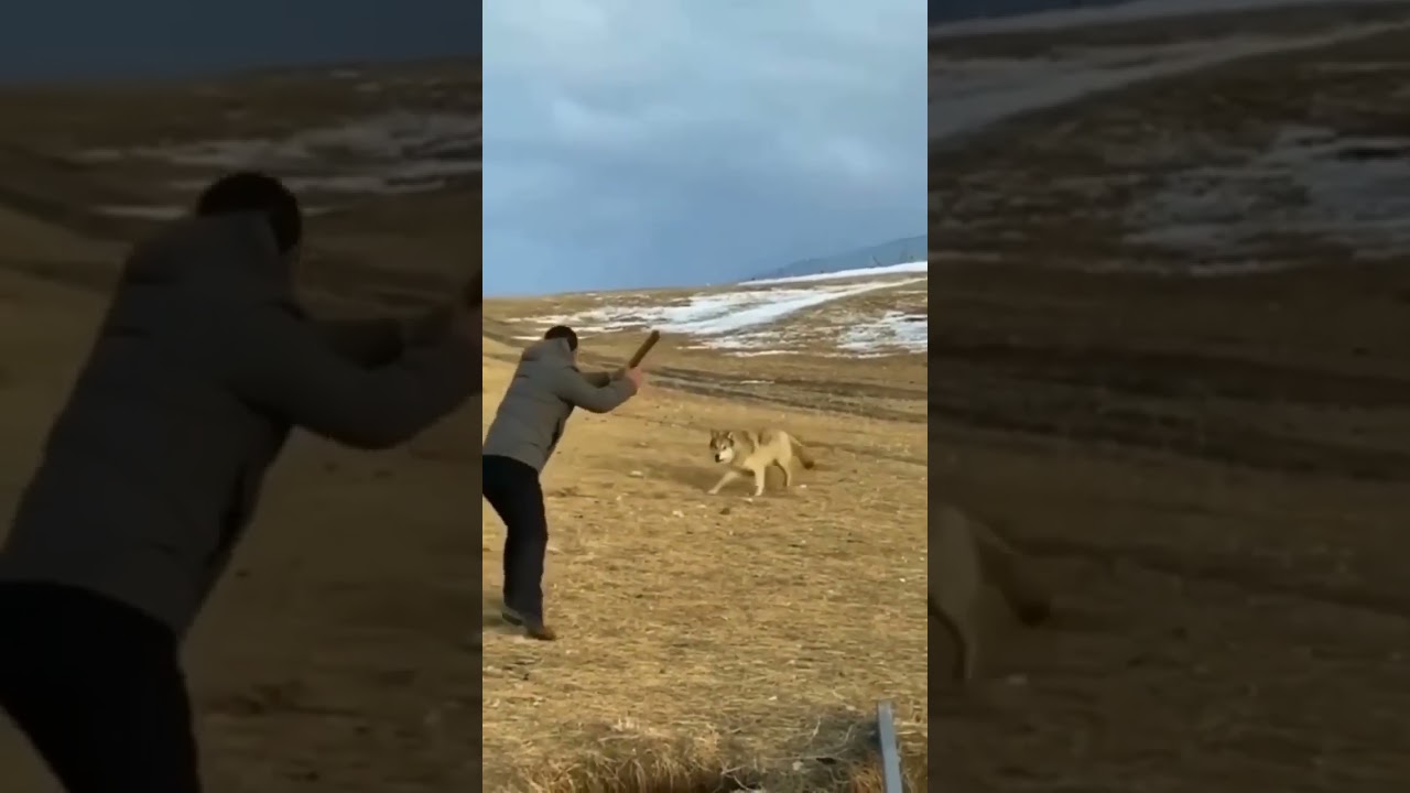 Wolf Attacks Man 🐺