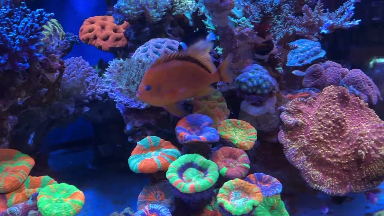 Multimillion Dollar 17,000-Gallon Reef Tank 🌊