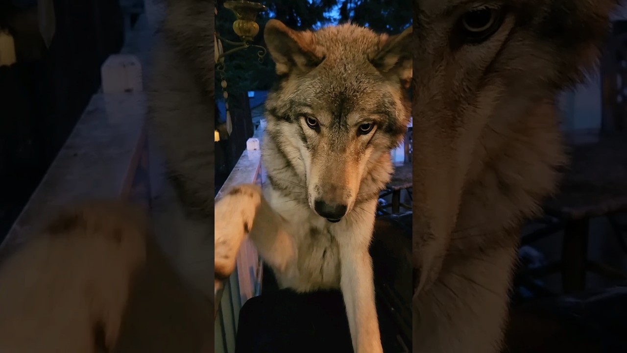 Living with a Wolf: What to Expect 🐺