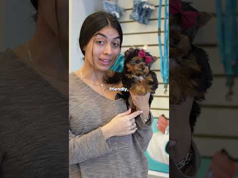 Tea Cup Yorkie | Paradise Puppies