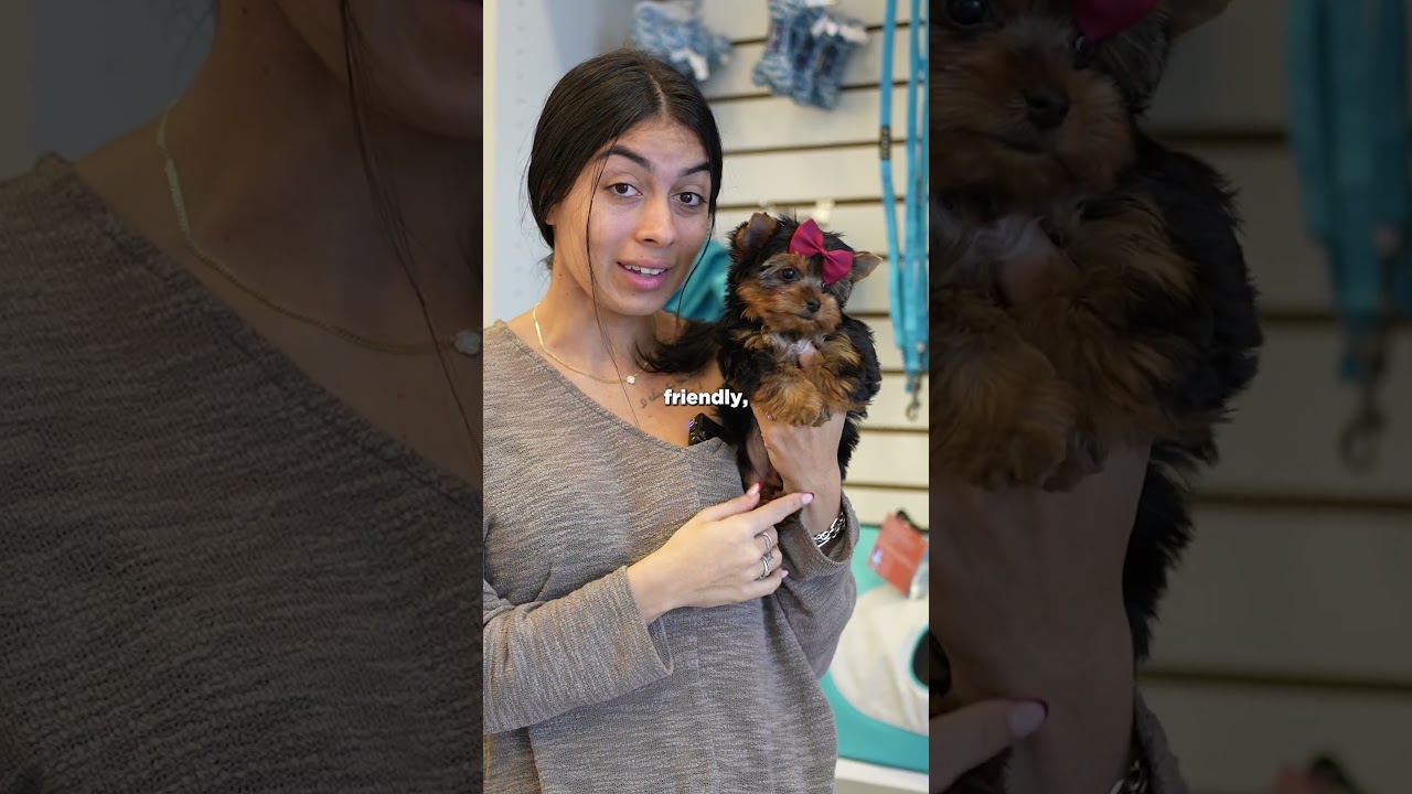 Adopt a Cute Tea Cup Yorkie at Paradise Puppies 🐶