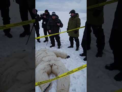 I Thought Yeti was just a cooler 🧊? #yeti #bigfoot #snowman