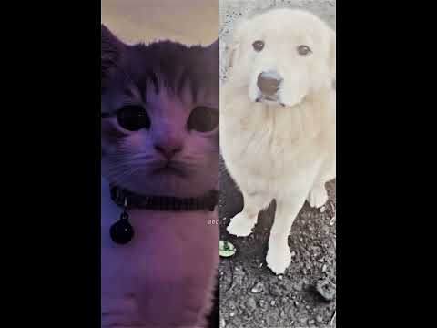 cats vs dogs..π³#shorts