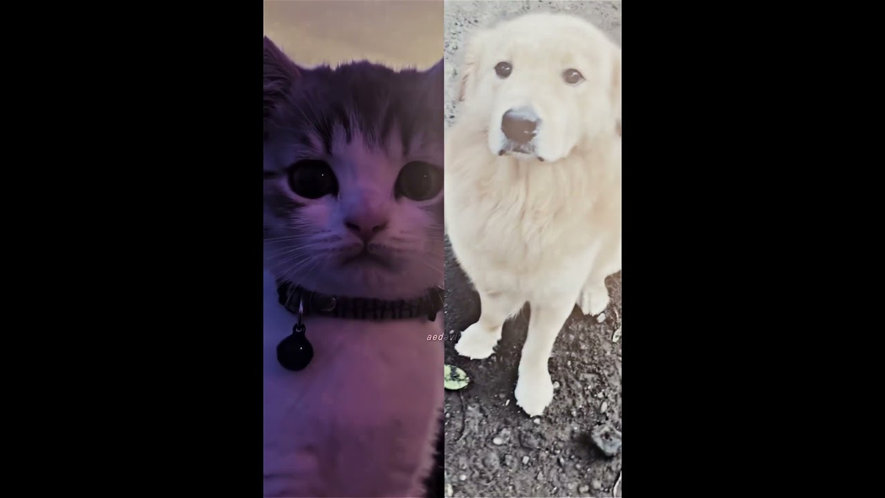Cats vs Dogs ๐ถ๐ฑ Who Wins? Epic Showdown! #Shorts
