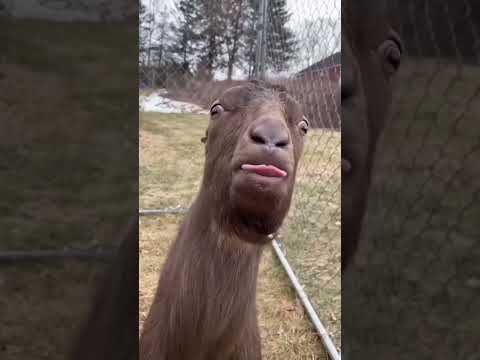 Hey Prabhu! 🤣 ye kya hua 😂 #shortsfeed #viralvideo #creative #subscribe #viral #viralvideo #like