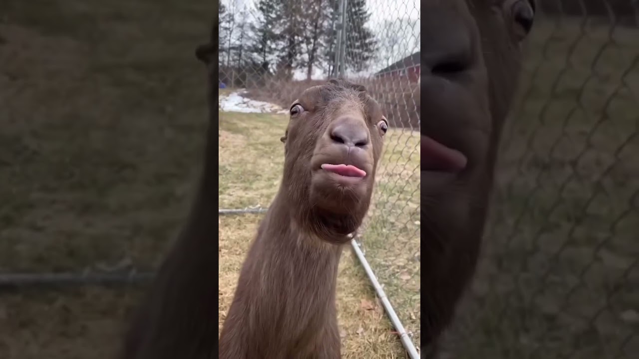 😂 Prabhu's Hilarious Prank Gone Wrong! Watch the Funny Moment! #Shorts