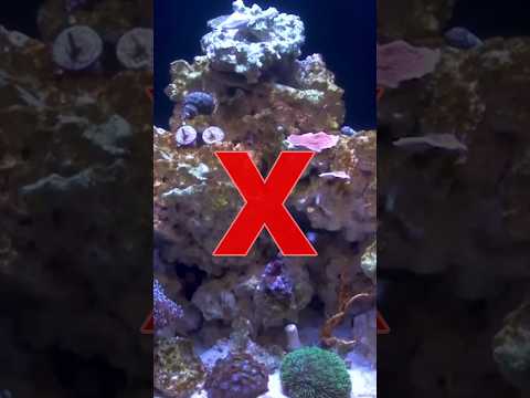 Donβt Miss These Reef Tank Aquascaping Tips! #brstv