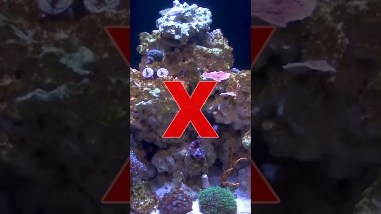 Top Reef Tank Aquascaping Tips You Can't Miss! π