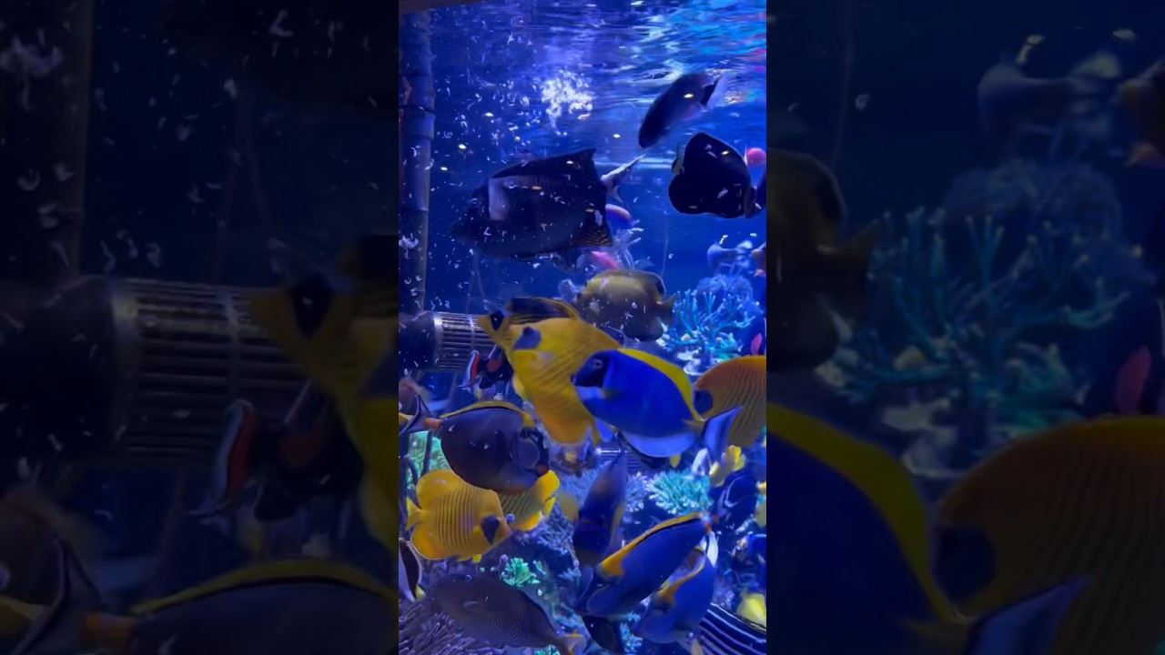 Feeding the fish in this 17,000 gallon Reef Tank @PoloReef #fishfeeding #feeding #aquariumfish