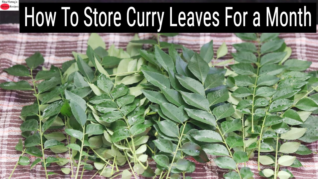 Storing Curry Leaves for a Month 🥬