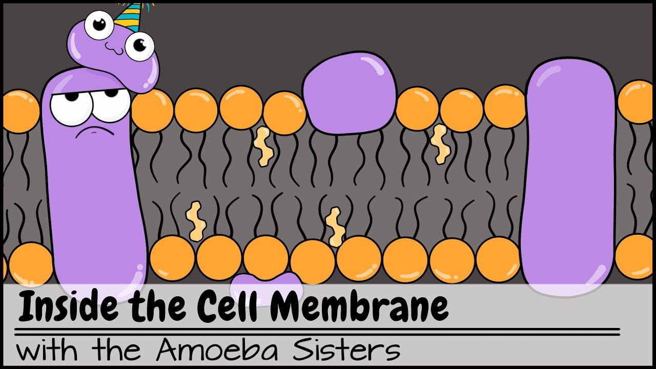 Inside the Cell Membrane 🧬