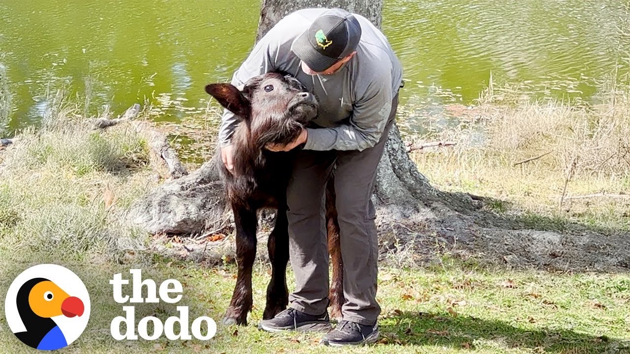 Baby Water Buffalo Calls Man 'Mommy' 🐃