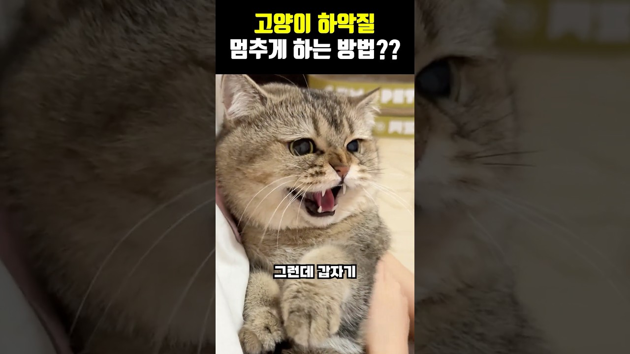 고양이 하악질 멈추는 방법 🐱