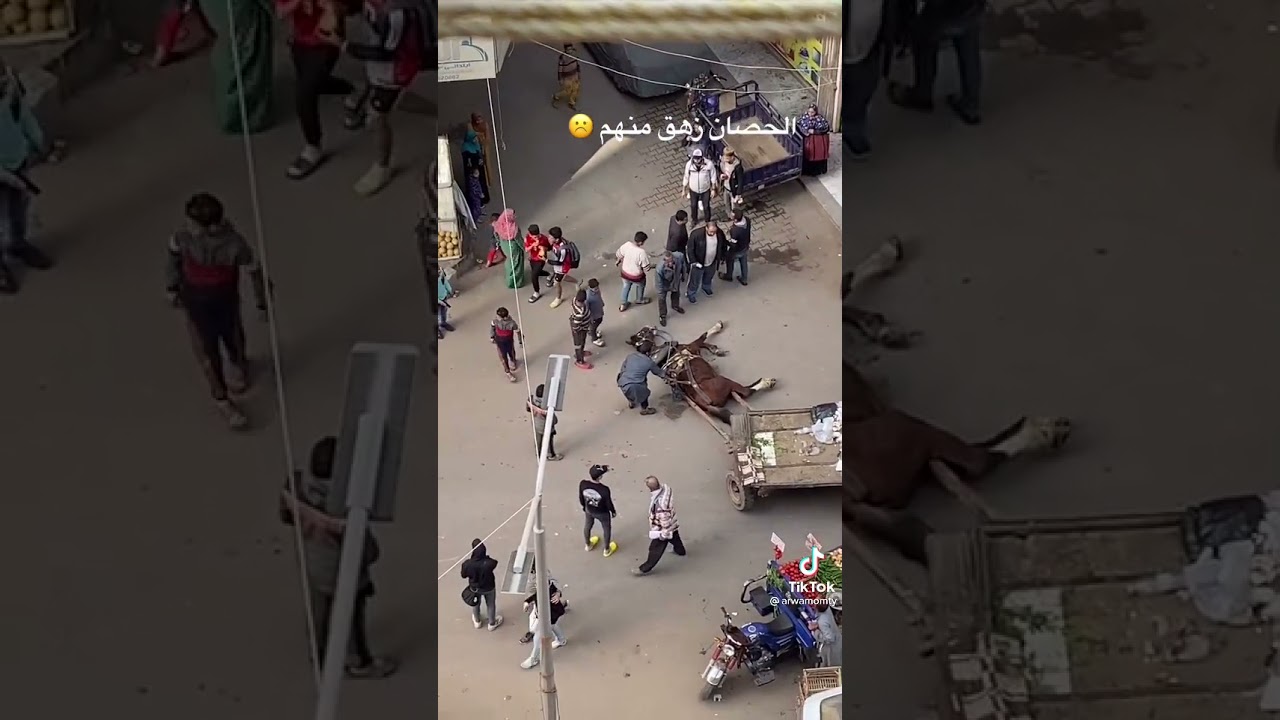 الحصان يتعب ويقع من كثرة الضرب 😢