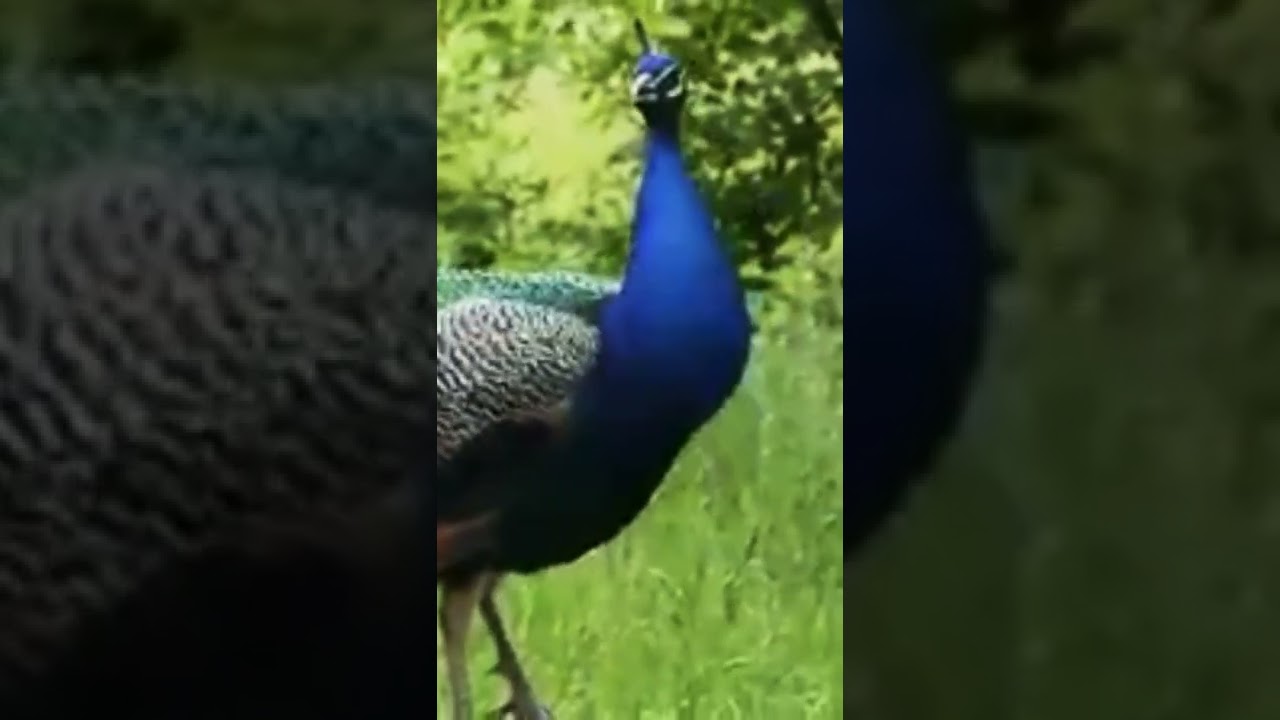 Begini Suara Burung Merak 🦚