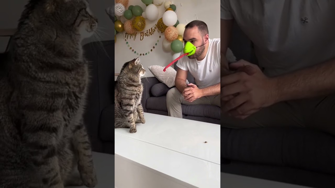 Défi : Nourrir le chat sans les mains 🐱