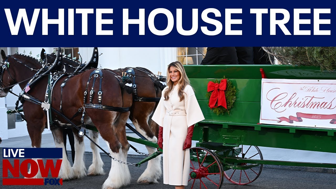 Melania Trump Welcomes White House Christmas Tree 🎄
