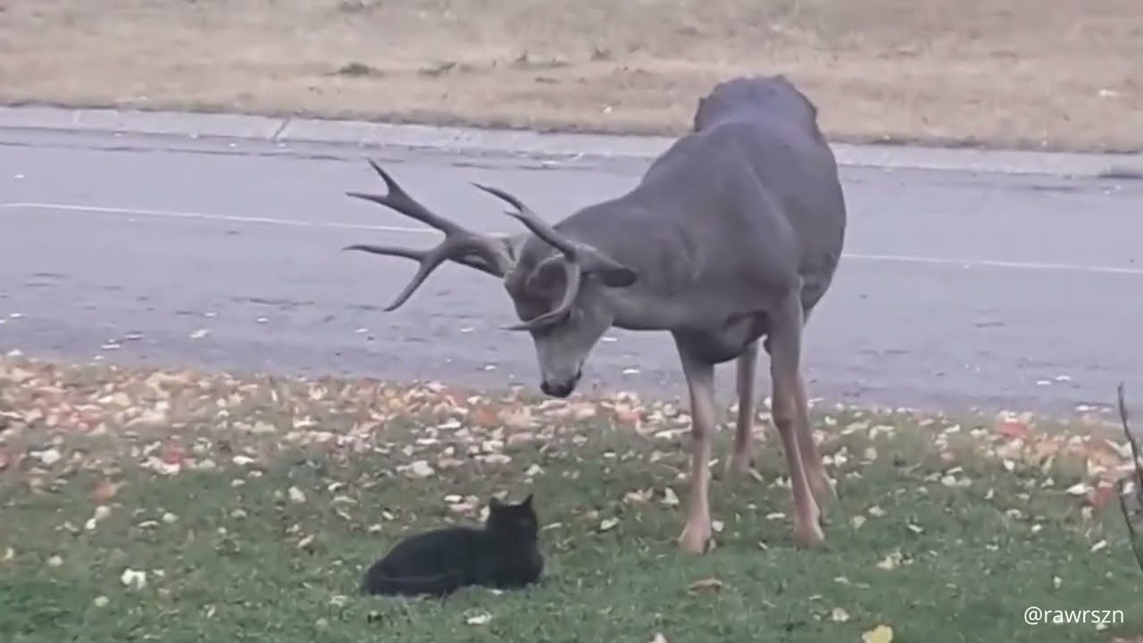 S'ATTAQUER À PLUS FORT QUE SOI