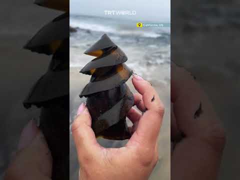 Horn Shark Egg with Tiny Embryo Found in California 🦈