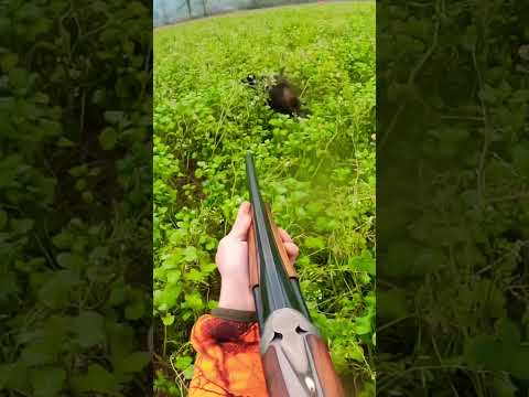 Sanglier dans la traque !! #hunting #chasse #wildboar #drivenhunt