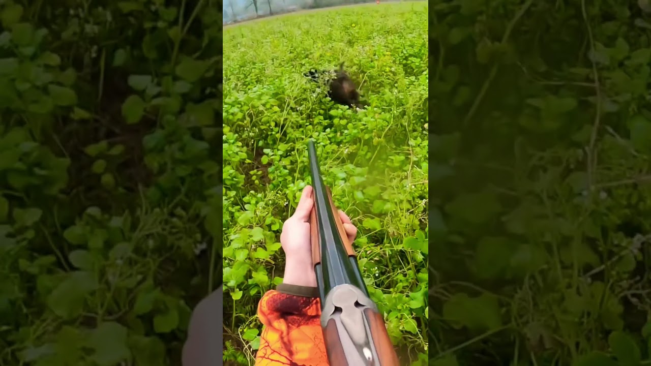 Chasse au Sanglier : Action Intense en Plein Nature 🦌