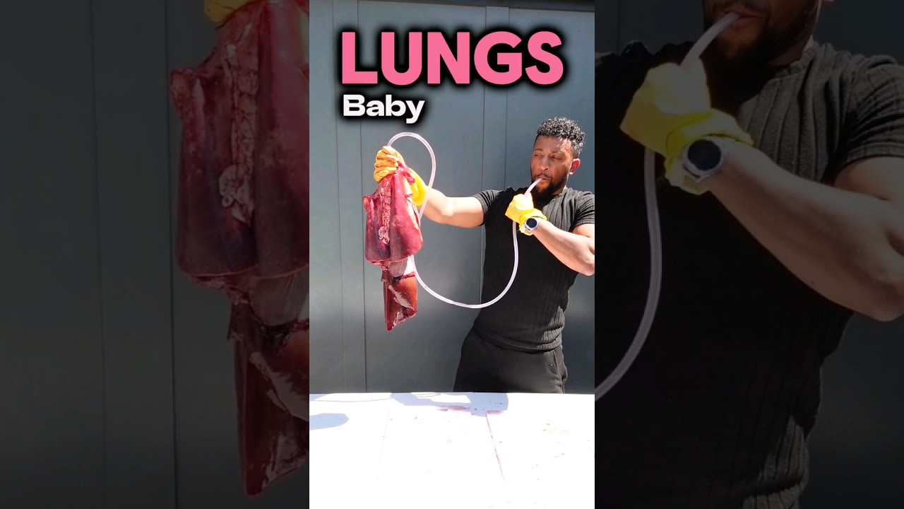 Inflating Lungs: A Biology Class Guide 🫁