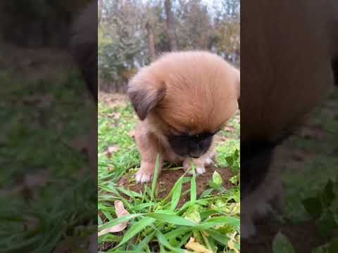 So cute !! #You Must Know #viral story #Wonderbot