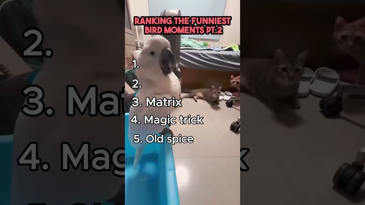Top 5 Hilarious Bird Moments 🐦