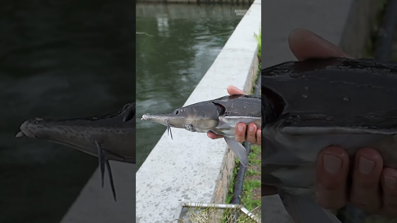 The First Caviar Producer in Africa: Harvesting a Luxury Delicacy
