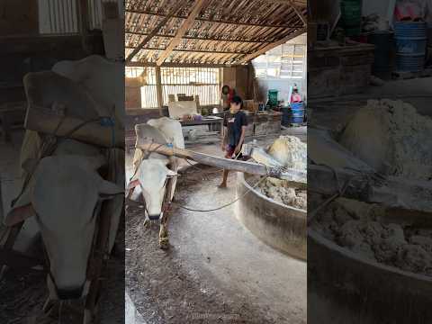 Making Of Indonesian Noodle At Traditional Factory