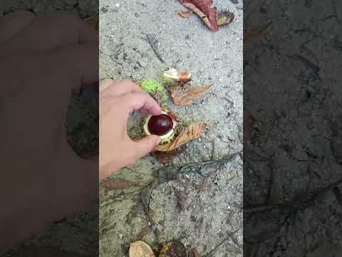 Chesnut time 😍 #shorts #chesnut #nature #enjoythemoment