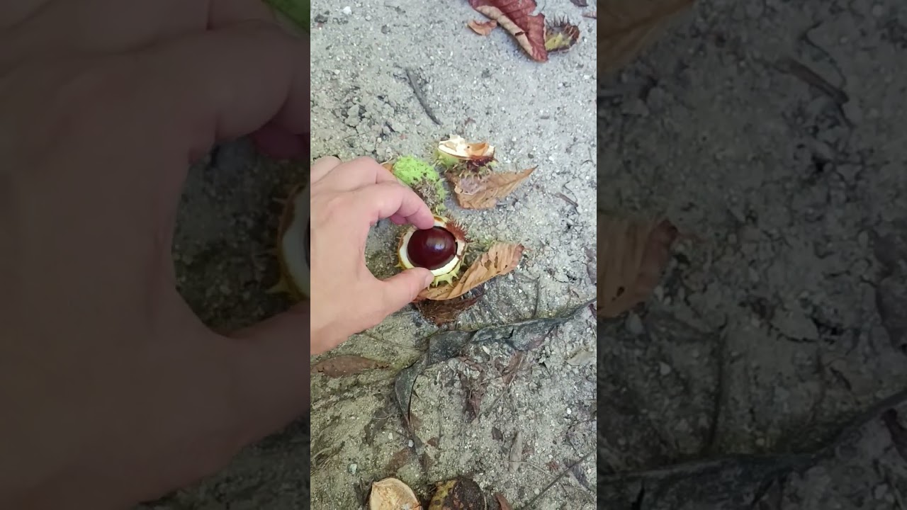 Enjoy the Beauty of Chestnut Season 🍂 #Shorts