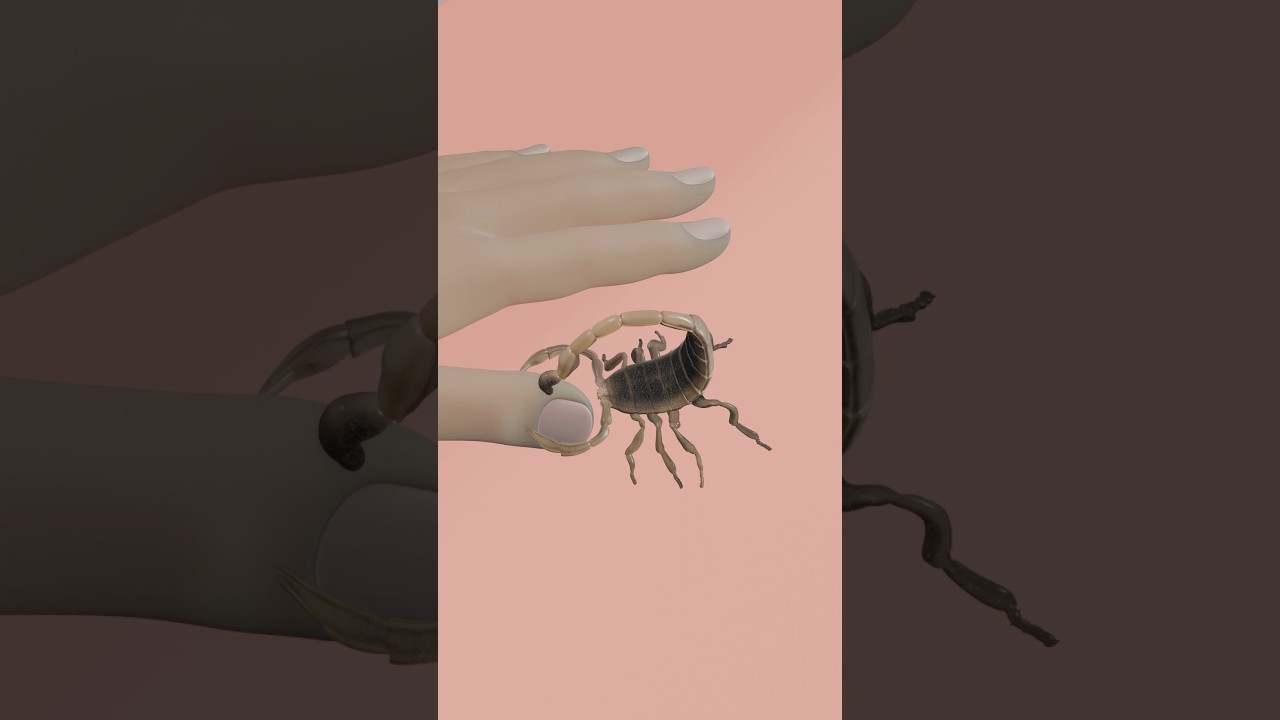 Scorpion Sting Animation 🦂