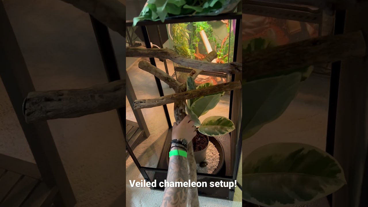 Creating a Veiled Chameleon Enclosure π¦