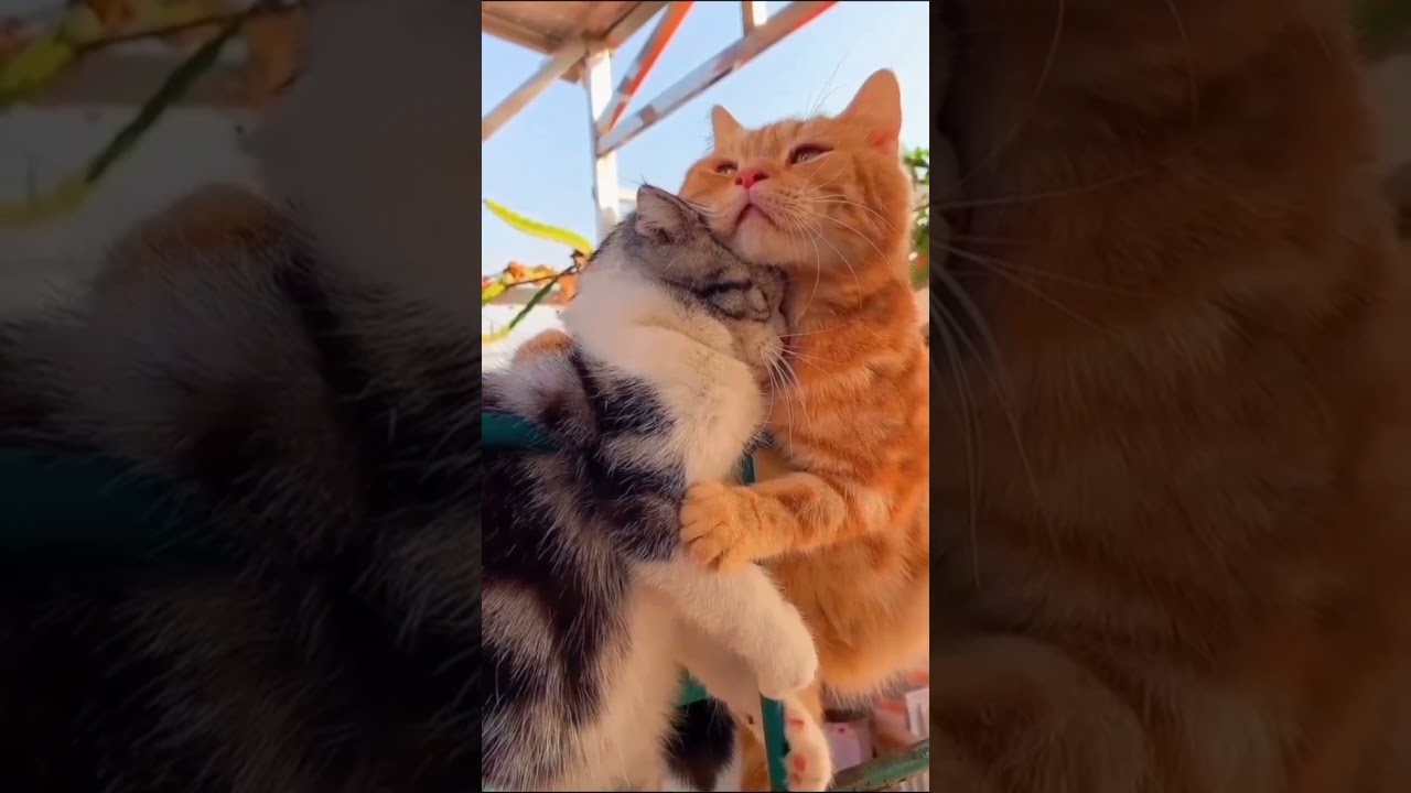 Cute Cat Status | Cat Loving Status | Funny cat videos #cats #beingprincelion