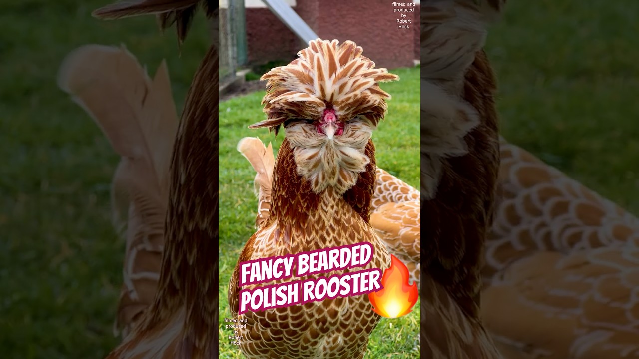 Bearded Polish Bantam Rooster Crowing 🐓