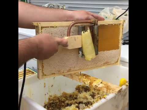 Asal olish jarayoni juda qiziqarli 🍯