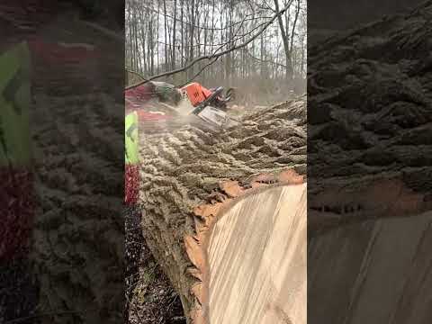 Ms500i mit einer 90cm Schiene... #forest #forstwirtschaft #wirliebenholz #forsttechnik #logging